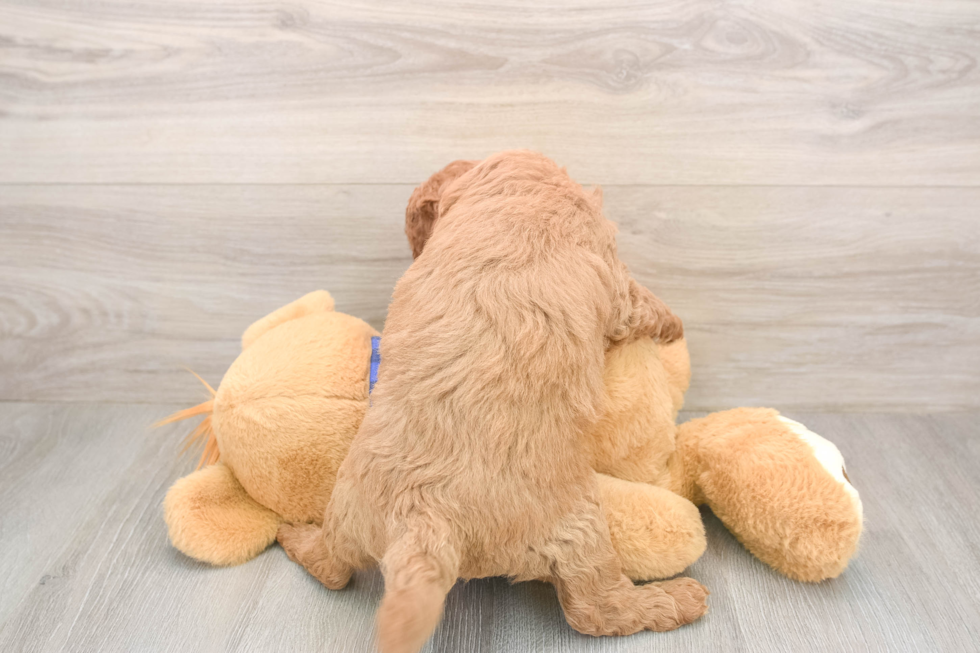 Happy Mini Goldendoodle Baby