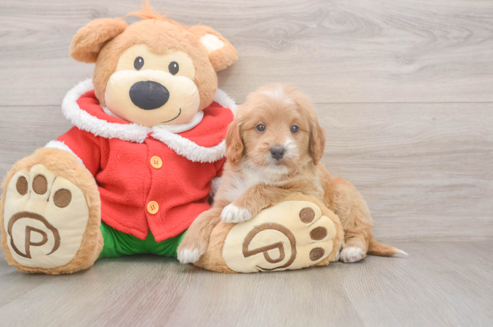 5 week old Mini Goldendoodle Puppy For Sale - Pilesgrove Pups