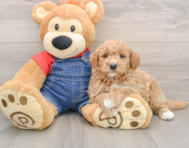 7 week old Mini Goldendoodle Puppy For Sale - Pilesgrove Pups
