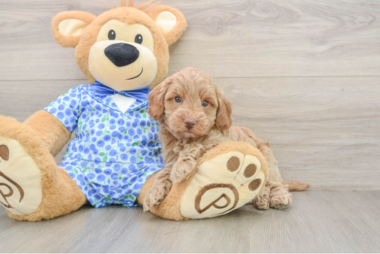 Mini Goldendoodle Pup Being Cute