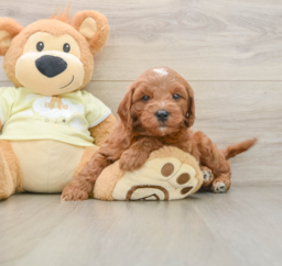 7 week old Mini Goldendoodle Puppy For Sale - Pilesgrove Pups