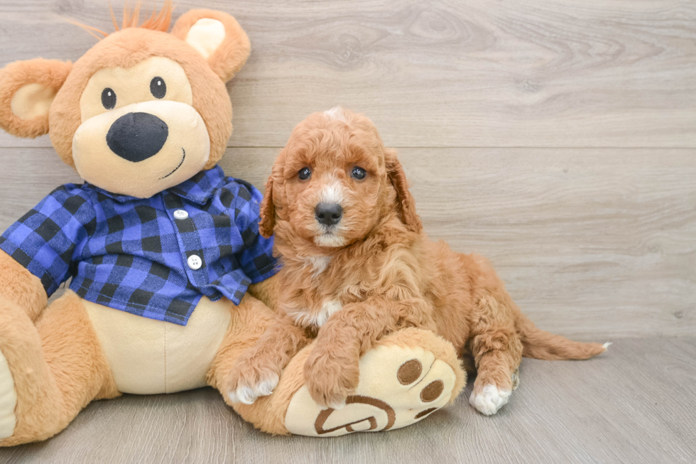 Best Mini Goldendoodle Baby