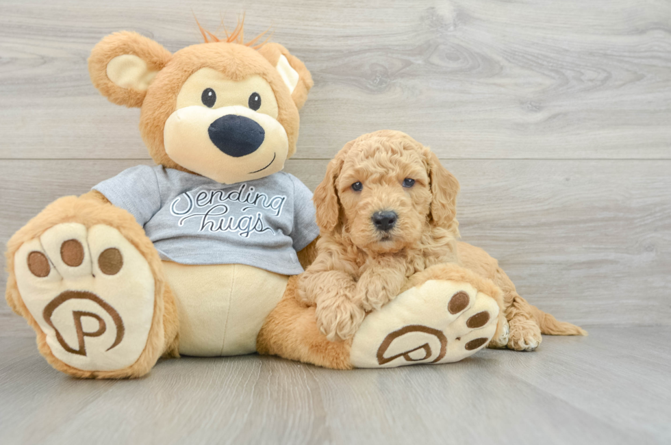 5 week old Mini Goldendoodle Puppy For Sale - Pilesgrove Pups