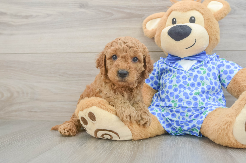 5 week old Mini Goldendoodle Puppy For Sale - Pilesgrove Pups