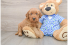 Petite Mini Goldendoodle Poodle Mix Pup