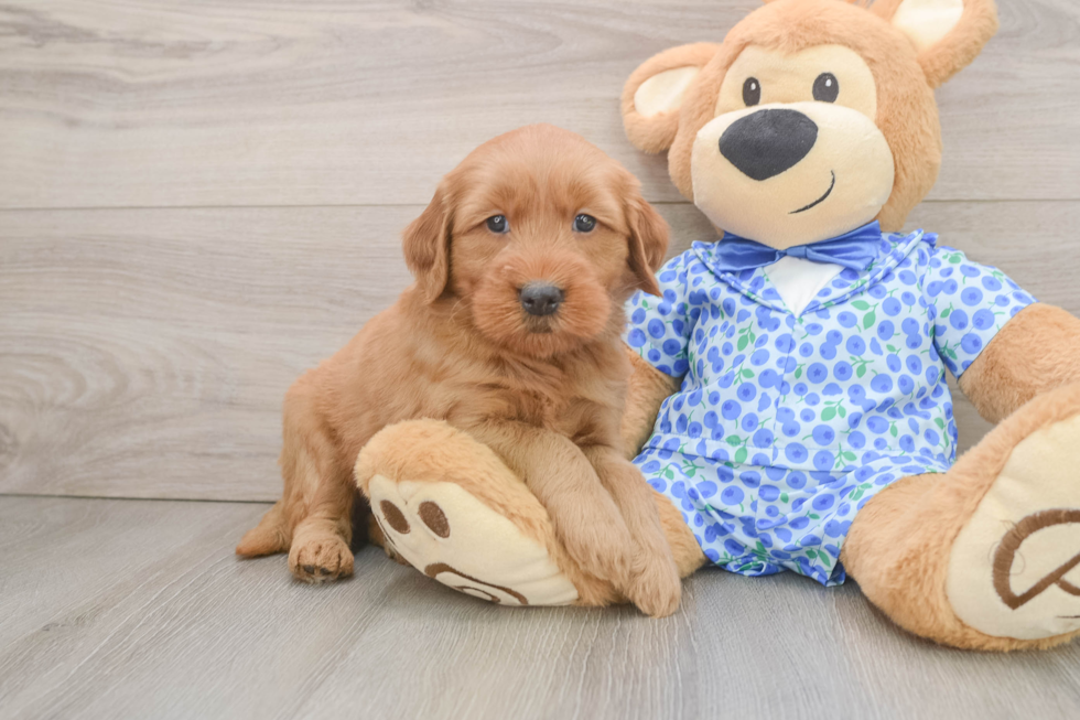 Petite Mini Goldendoodle Poodle Mix Pup