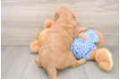 Adorable Golden Retriever Poodle Mix Poodle Mix Puppy