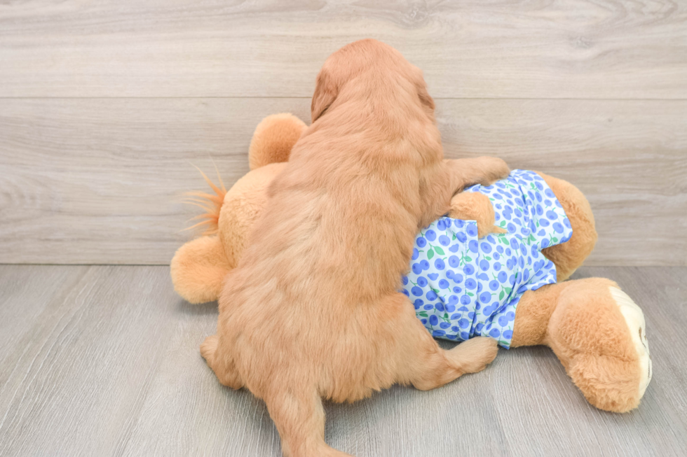Adorable Golden Retriever Poodle Mix Poodle Mix Puppy