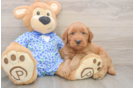 Petite Mini Goldendoodle Poodle Mix Pup