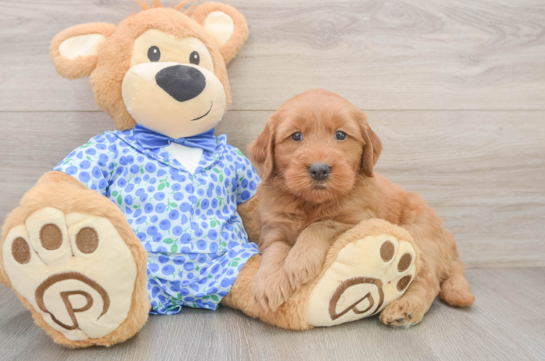 Petite Mini Goldendoodle Poodle Mix Pup