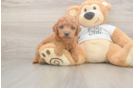 Mini Goldendoodle Puppy for Adoption