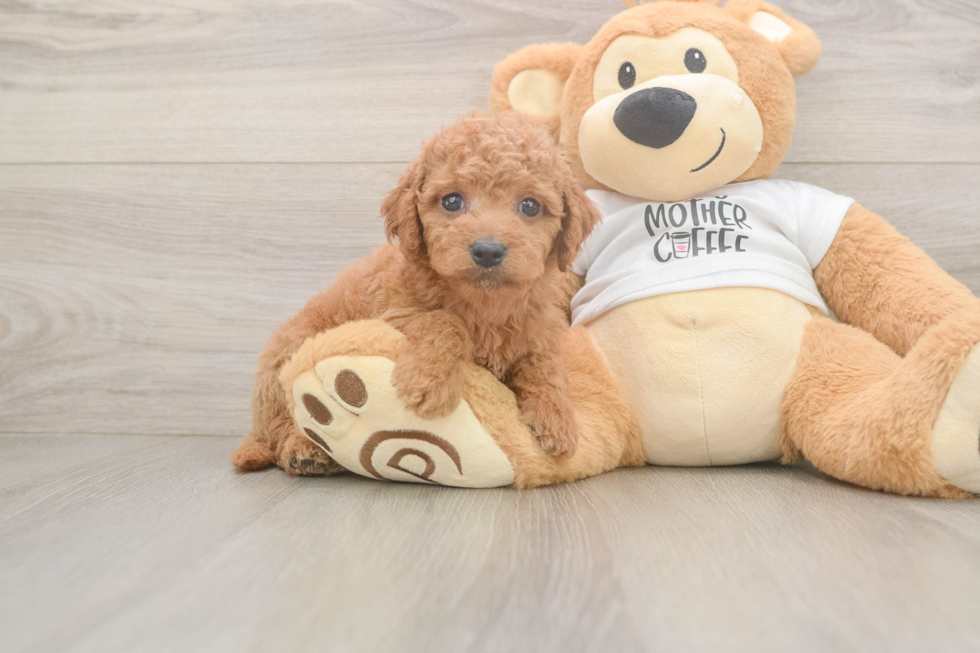 Mini Goldendoodle Puppy for Adoption