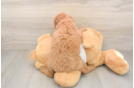 Mini Goldendoodle Puppy for Adoption