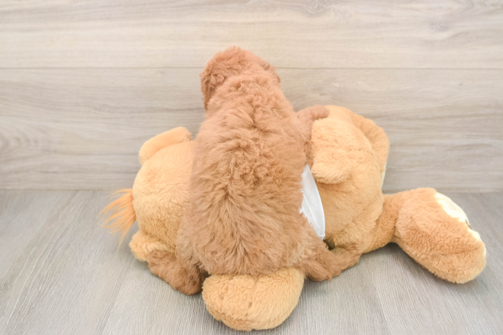 Mini Goldendoodle Puppy for Adoption