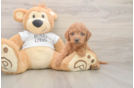 Best Mini Goldendoodle Baby