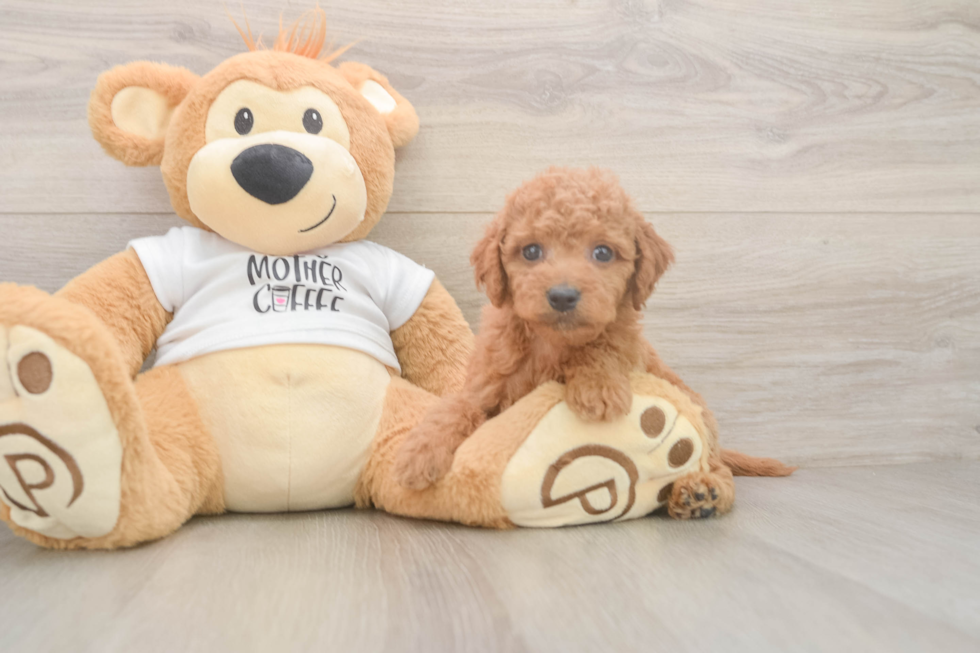 Best Mini Goldendoodle Baby