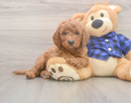 5 week old Mini Goldendoodle Puppy For Sale - Pilesgrove Pups