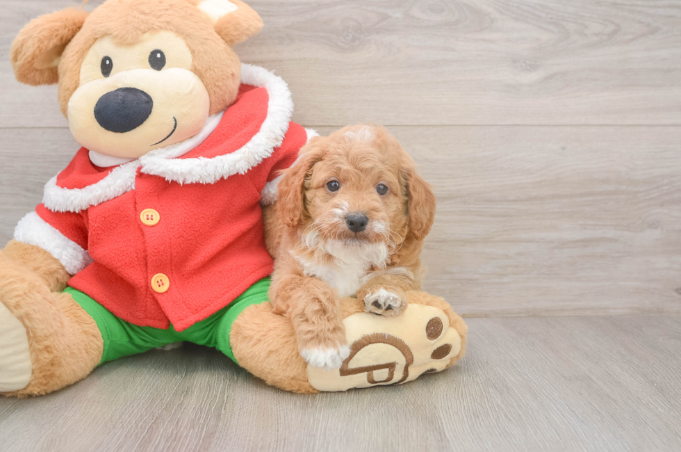 5 week old Mini Goldendoodle Puppy For Sale - Pilesgrove Pups