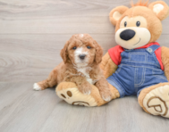 7 week old Mini Goldendoodle Puppy For Sale - Pilesgrove Pups