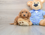 6 week old Mini Goldendoodle Puppy For Sale - Pilesgrove Pups