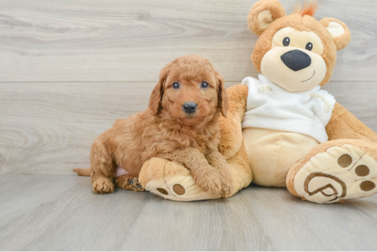 Mini Goldendoodle Puppy for Adoption