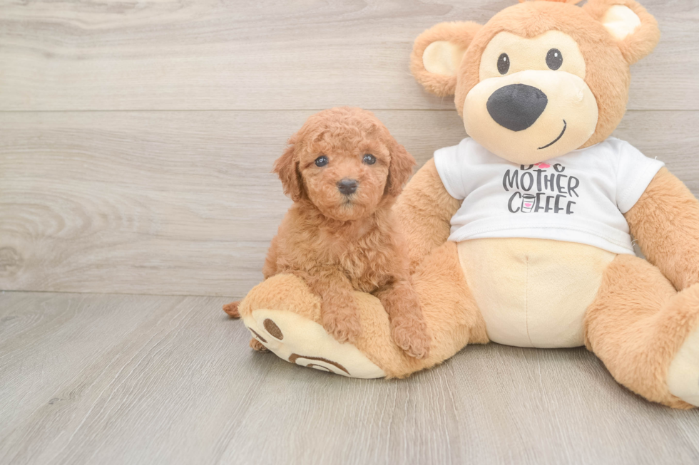 Sweet Mini Goldendoodle Baby