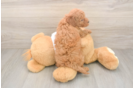 Mini Goldendoodle Pup Being Cute