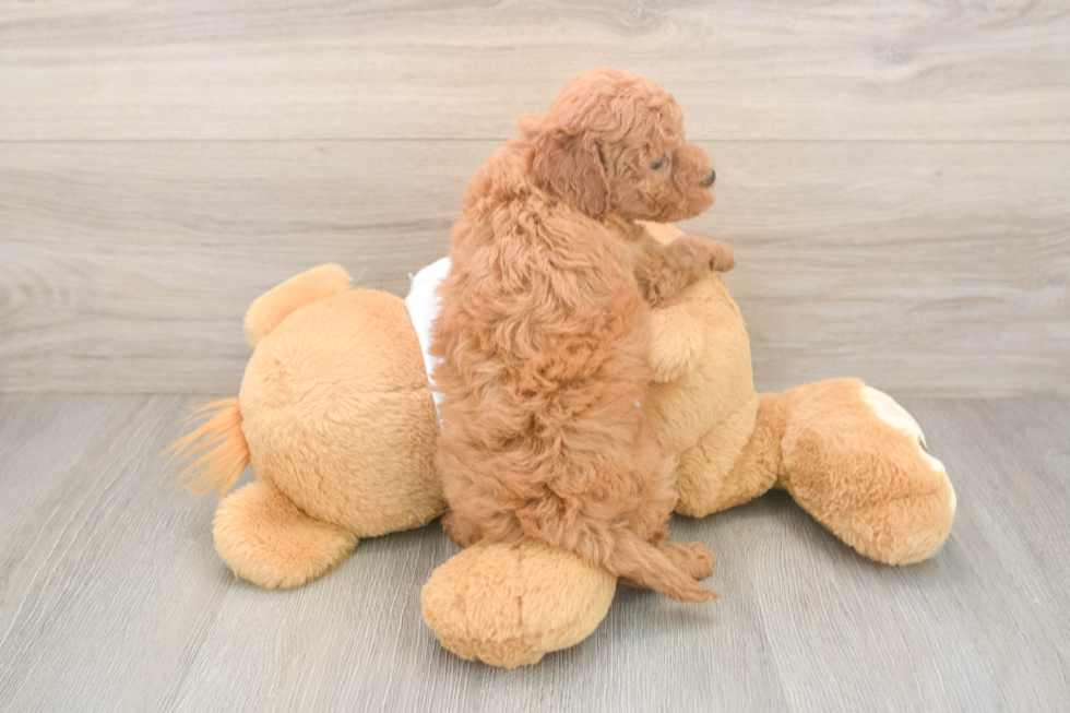 Mini Goldendoodle Pup Being Cute