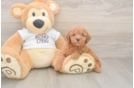 Best Mini Goldendoodle Baby