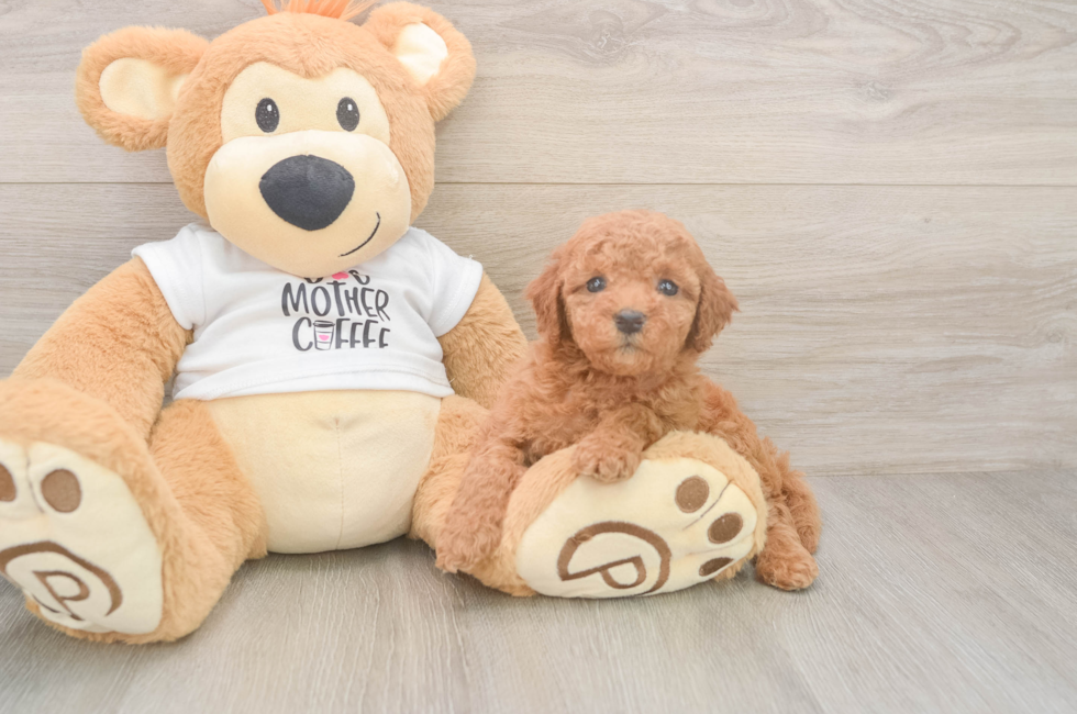 5 week old Mini Goldendoodle Puppy For Sale - Pilesgrove Pups