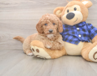 7 week old Mini Goldendoodle Puppy For Sale - Pilesgrove Pups