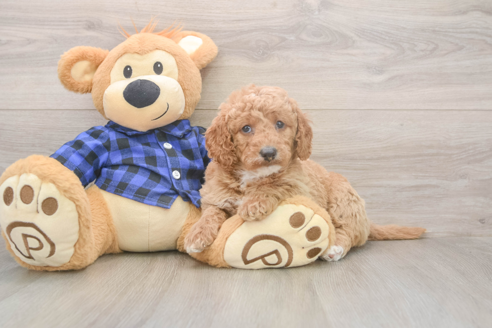 Mini Goldendoodle Pup Being Cute