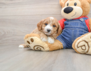 7 week old Mini Goldendoodle Puppy For Sale - Pilesgrove Pups