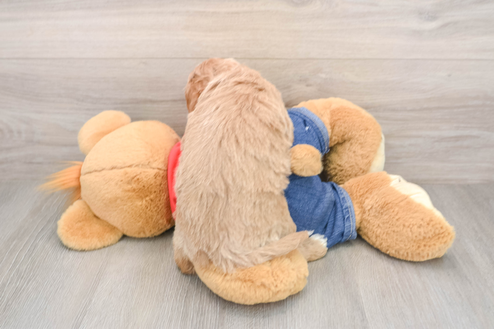 Mini Goldendoodle Puppy for Adoption