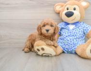 6 week old Mini Goldendoodle Puppy For Sale - Pilesgrove Pups