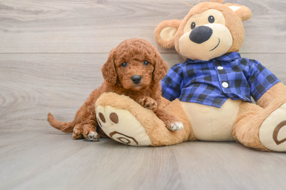 Cute Mini Goldendoodle Baby