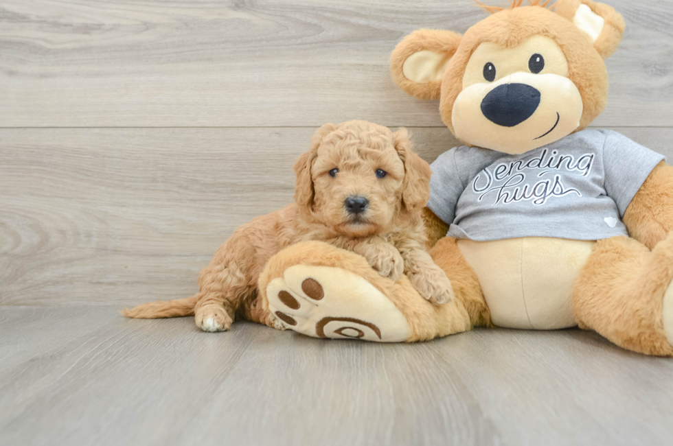 5 week old Mini Goldendoodle Puppy For Sale - Pilesgrove Pups