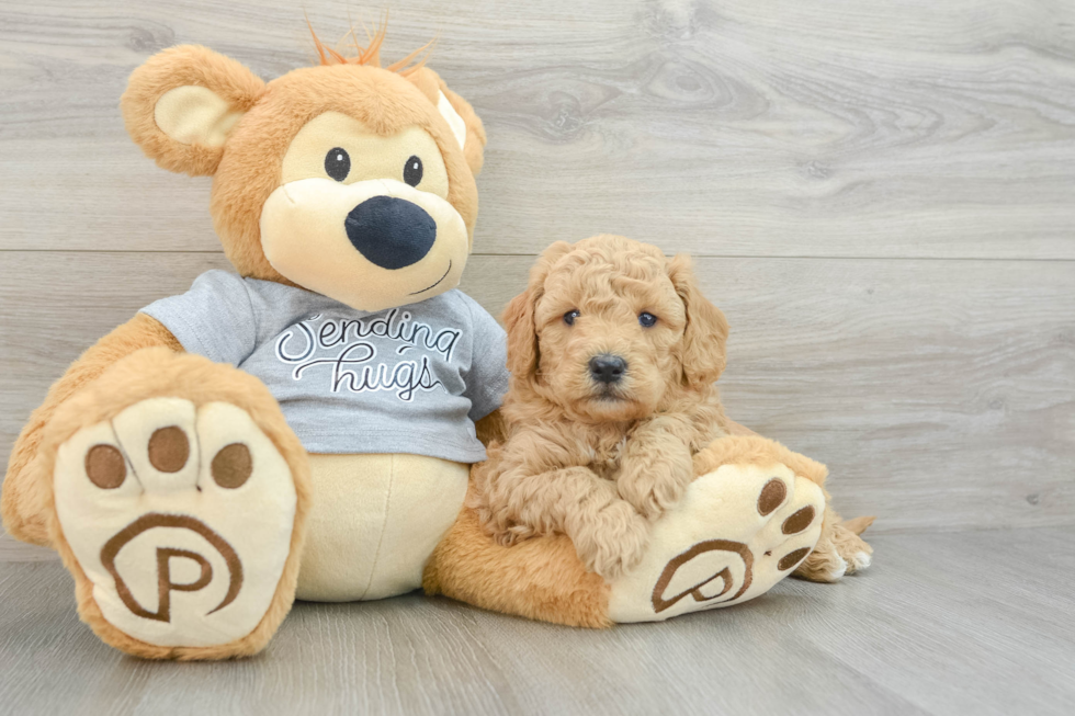 Mini Goldendoodle Pup Being Cute