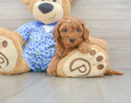 8 week old Mini Goldendoodle Puppy For Sale - Pilesgrove Pups