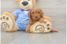 Best Mini Goldendoodle Baby