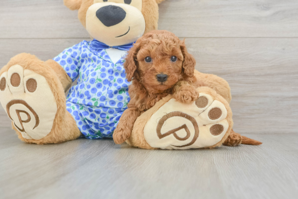 Best Mini Goldendoodle Baby