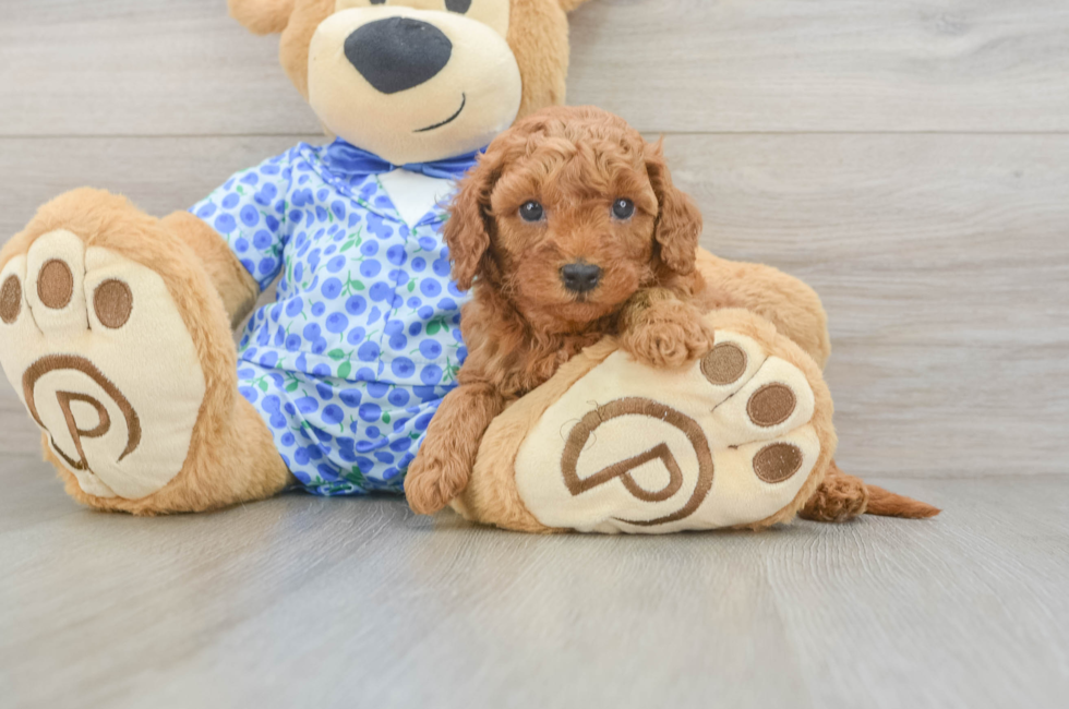 5 week old Mini Goldendoodle Puppy For Sale - Pilesgrove Pups