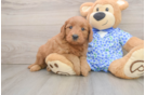 Energetic Golden Doodle Poodle Mix Puppy
