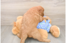 Petite Mini Goldendoodle Poodle Mix Pup