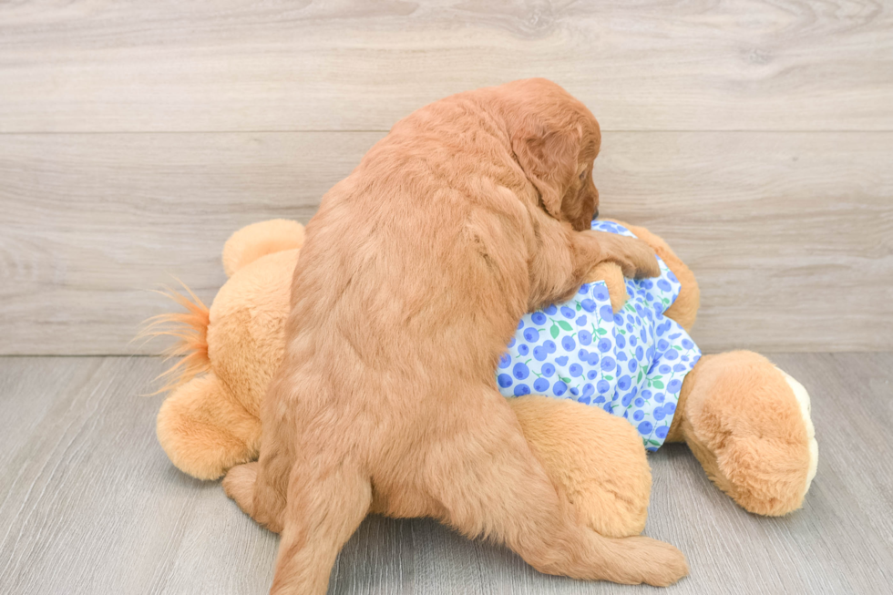 Petite Mini Goldendoodle Poodle Mix Pup