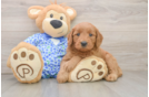 Best Mini Goldendoodle Baby