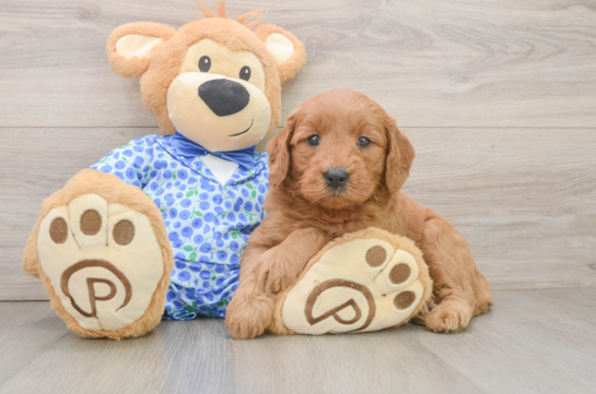 Best Mini Goldendoodle Baby