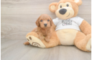 Little Mini Goldenpoo Poodle Mix Puppy