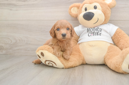Little Mini Goldenpoo Poodle Mix Puppy