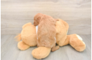 Cute Mini Goldendoodle Baby